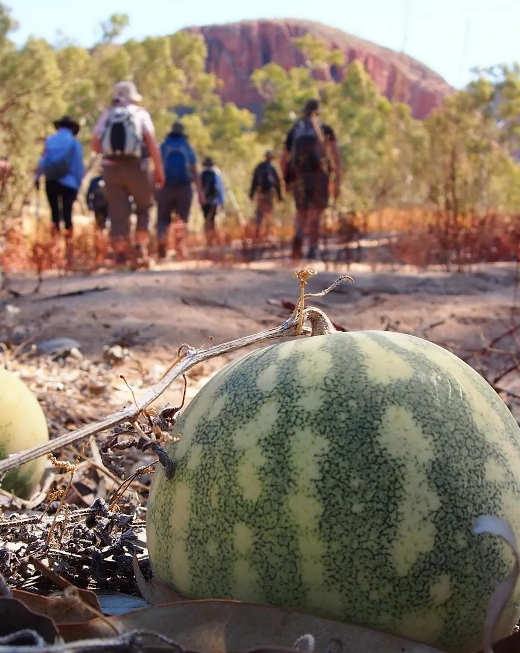 Enjoy the Ride, Larapinta Trail